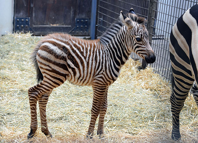 The Budapest Zoo is engaged in nurturing zebras since 1894                