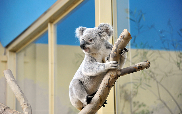 A koalák érkezésének előfeltétele volt az, hogy speciális koalaházat alakítsanak ki számukra