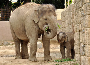 Elephant baby Asha with her mother in the Budapest Zoo