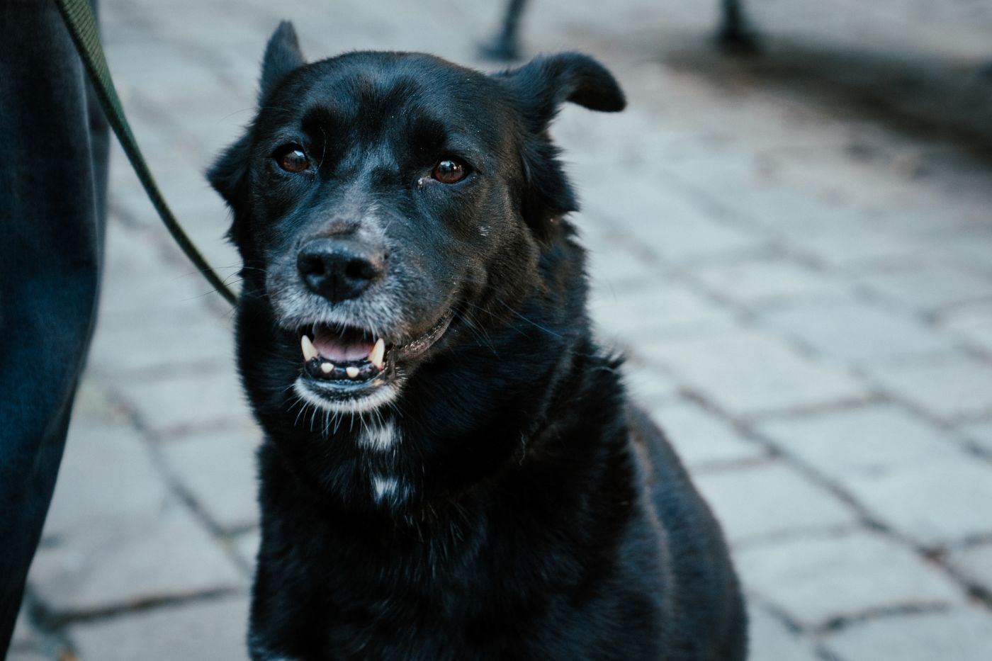 A fekete kutyák világnapja, október 1.
