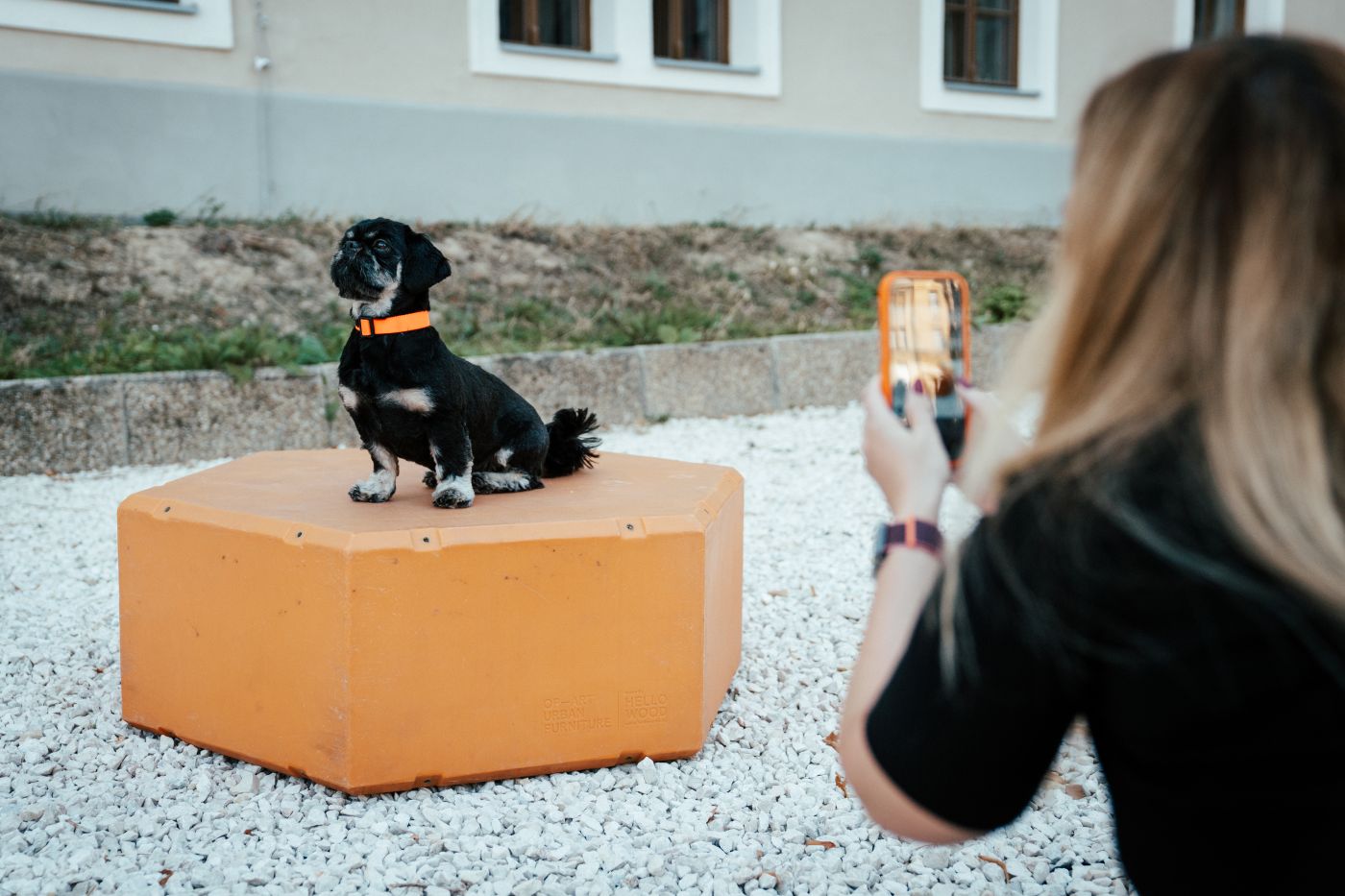 A fekete kutyák világnapja, október 1.