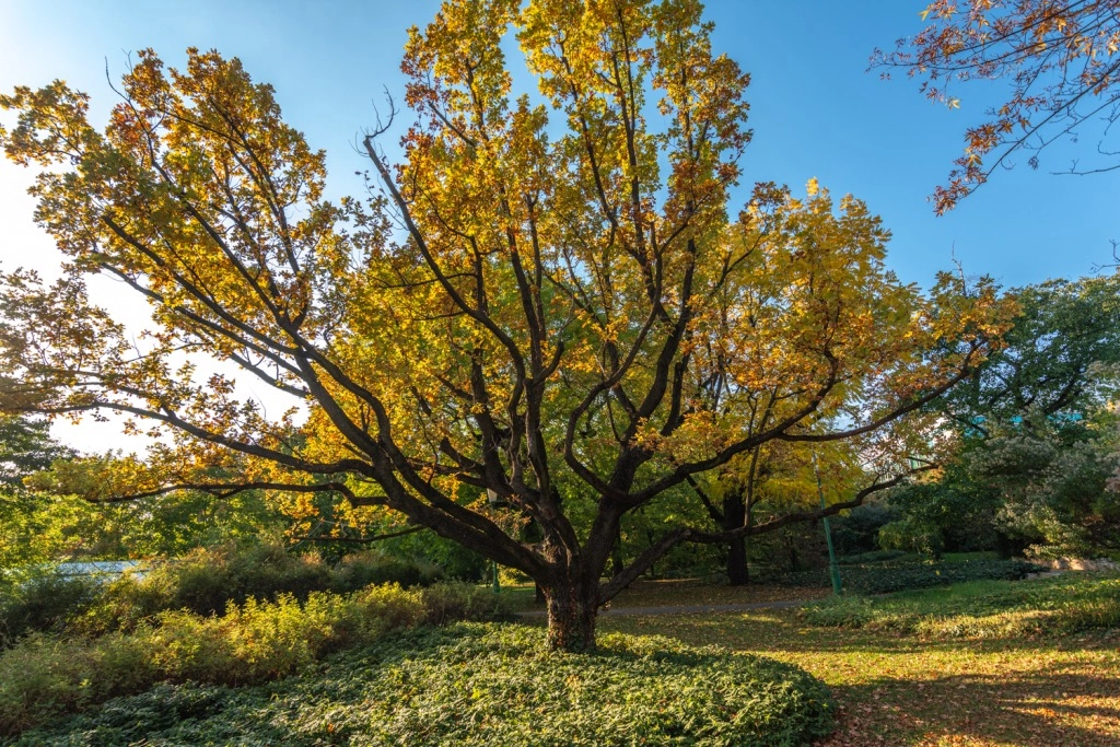 Budai Arborétum