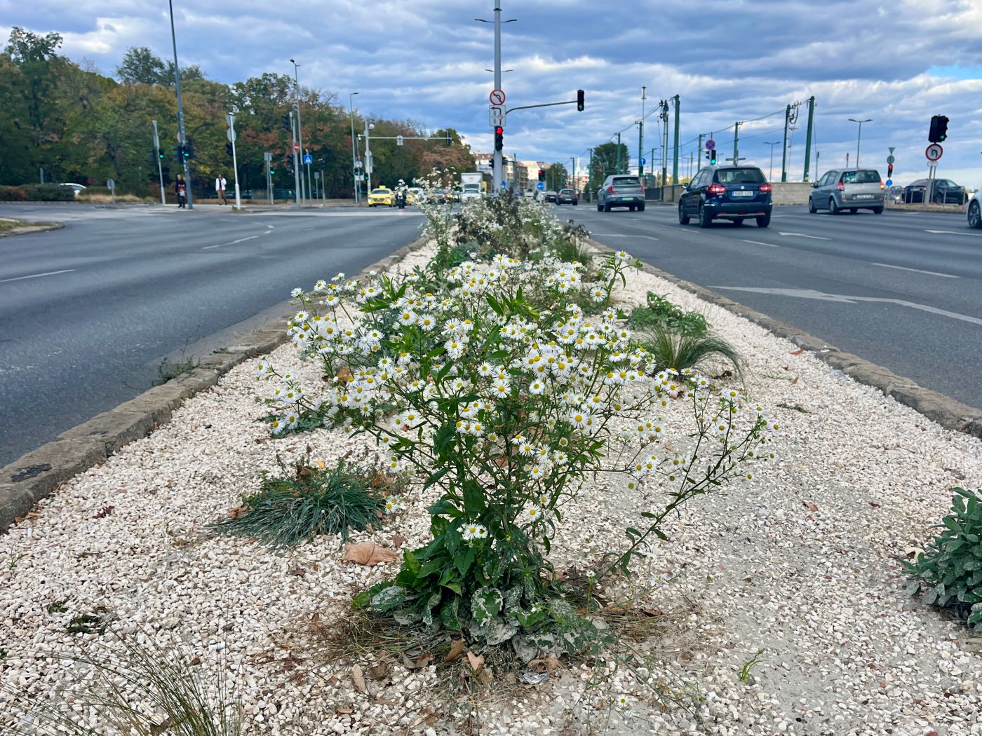 Beton helyett fák és bokrok, Margit híd budai hídfő, közösségi költségvetés